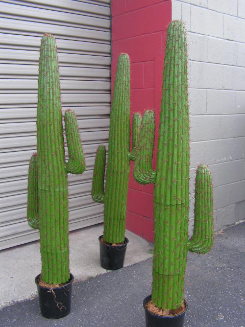 CACTUS, 1.4m High